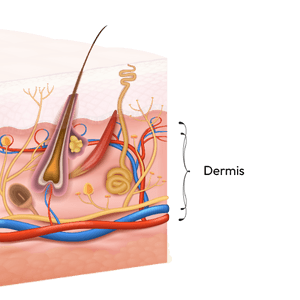 Dermis