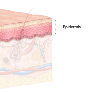 Epidermis